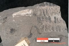 Foto (Detailansicht) von Dictyophyllum obtusilobum Sch. (NHMW-GEO-2024-0188-10504)